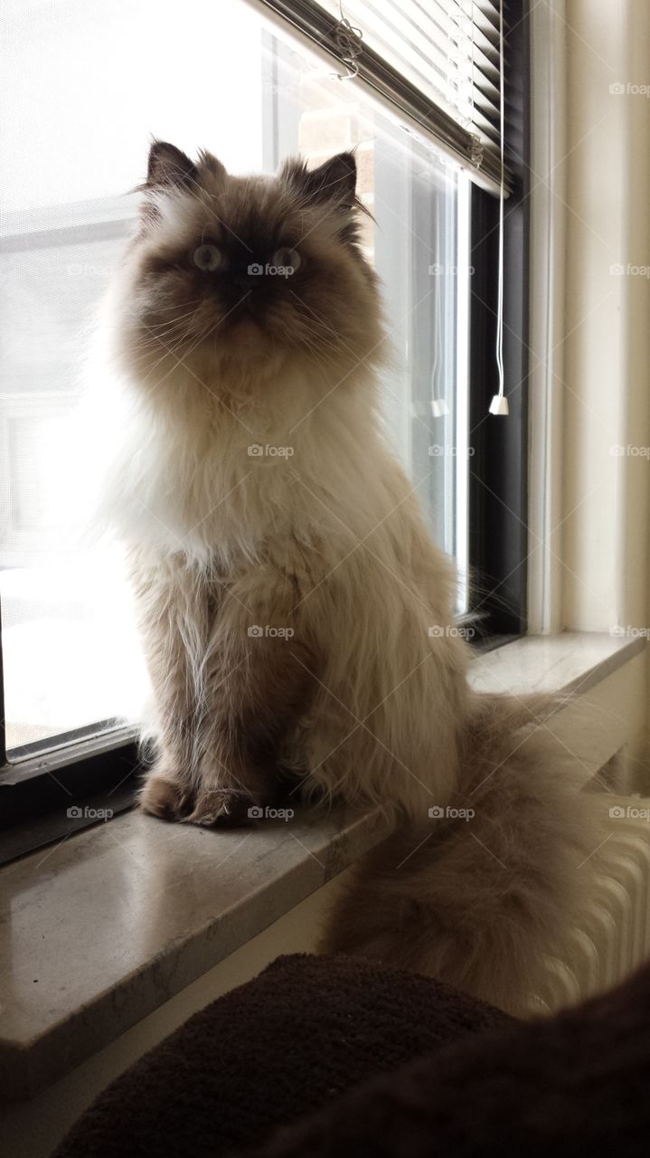 Bianca. Persian Cat