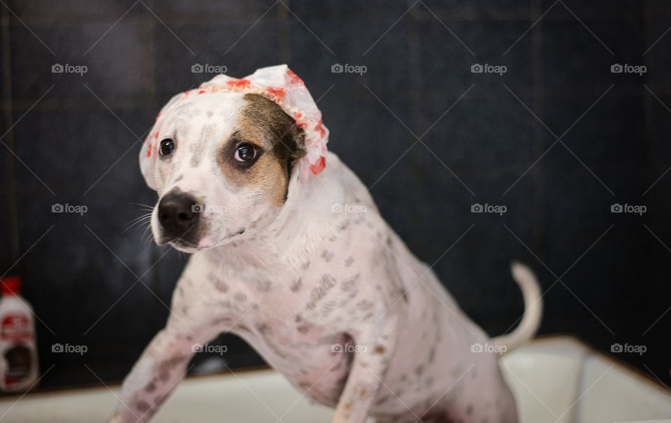 dog in a bathroom