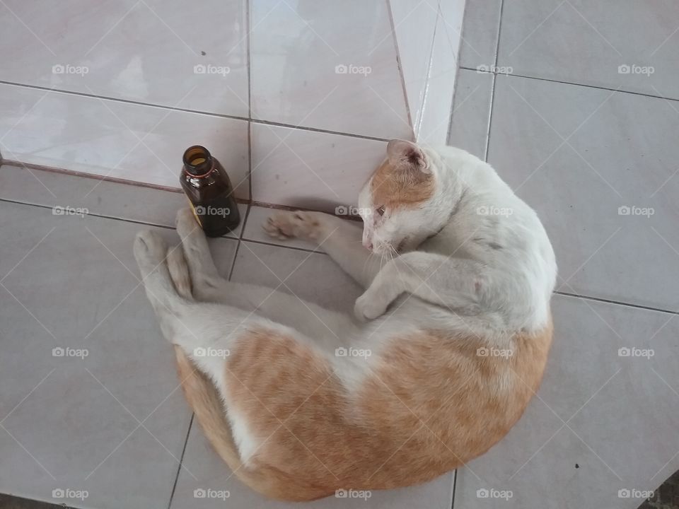 Is he drunk or just sleeping? oh! Just about to sleep. There is nothing to dl with that bottle. Good cat.