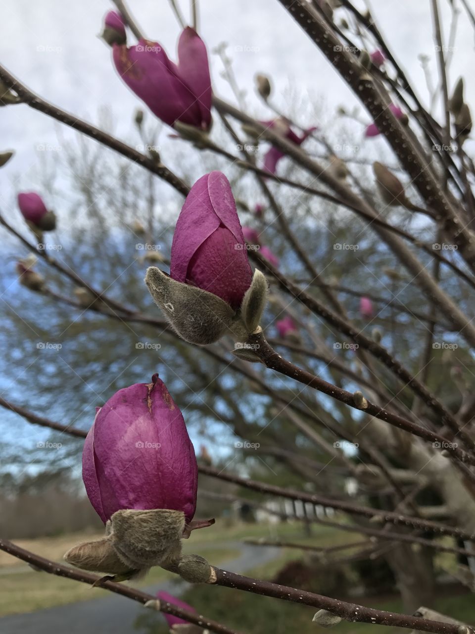 Spring bloom