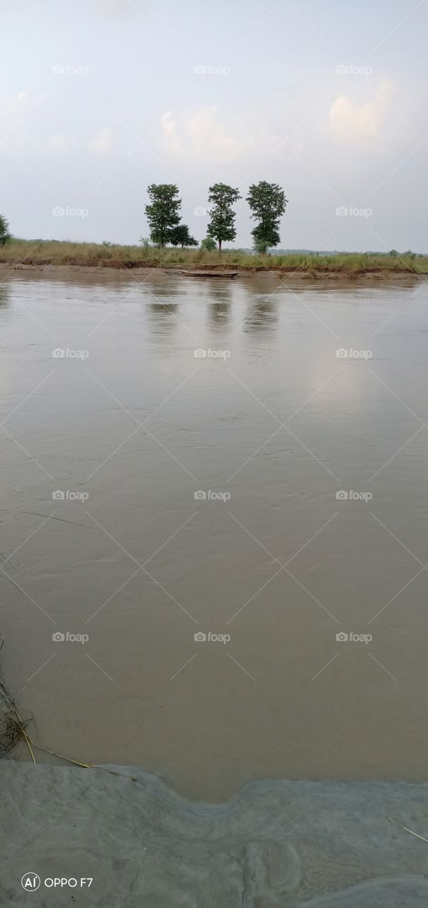 River side on the tree