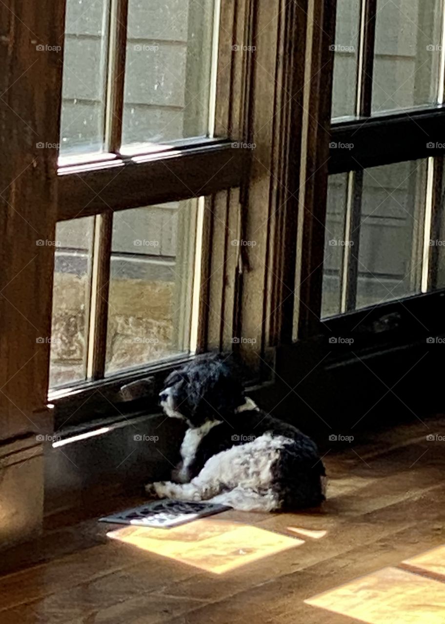 Waiting by the window 