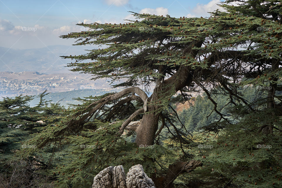 Lebanese cedar