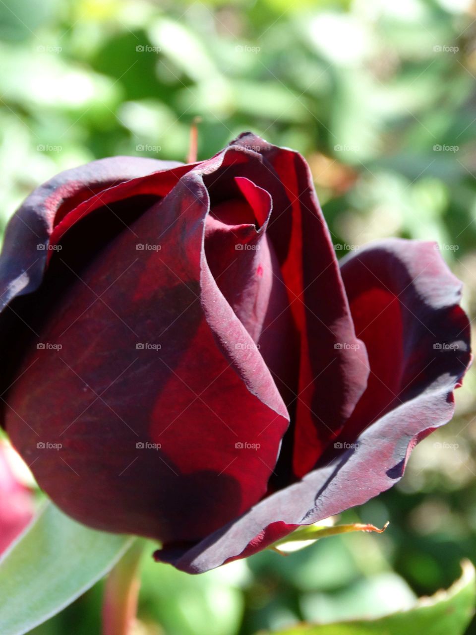 blood red rose