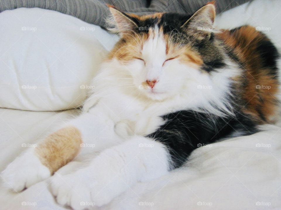 Very sleep beautiful long haired calico cat with arms stretched out in front of her ready for a nap. 