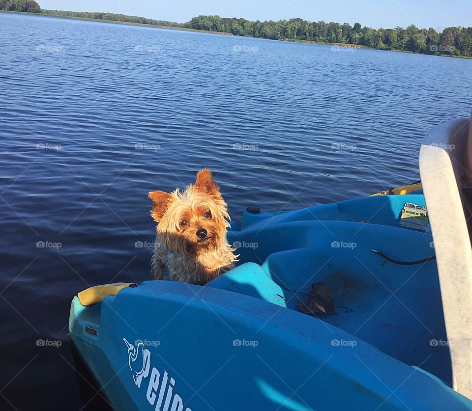 Little Yorkie on paddle boat
