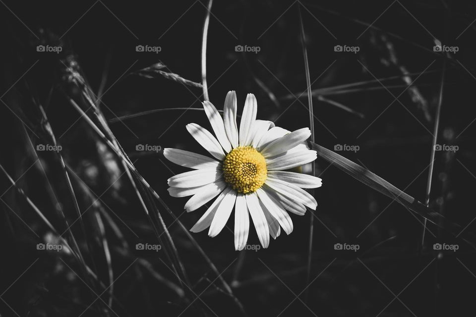 Daisy chain