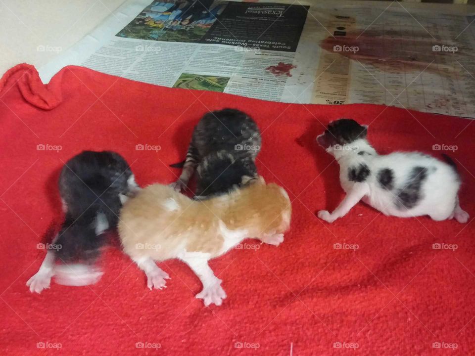 litter of kittens born in the shelter.  Everyone including mom found good homes