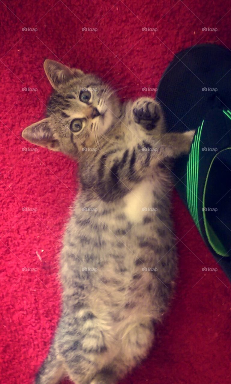 kitten being cute