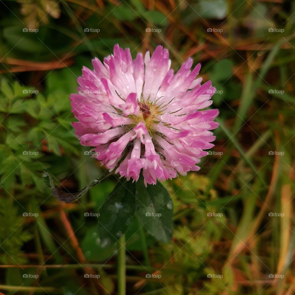 red clover