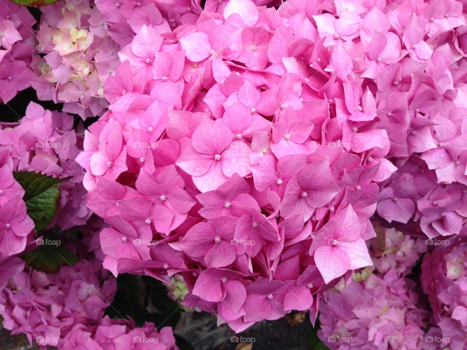 Hydrangea, hortensia, plant, flower, shrub, flowers, pink, beautiful, garden plant