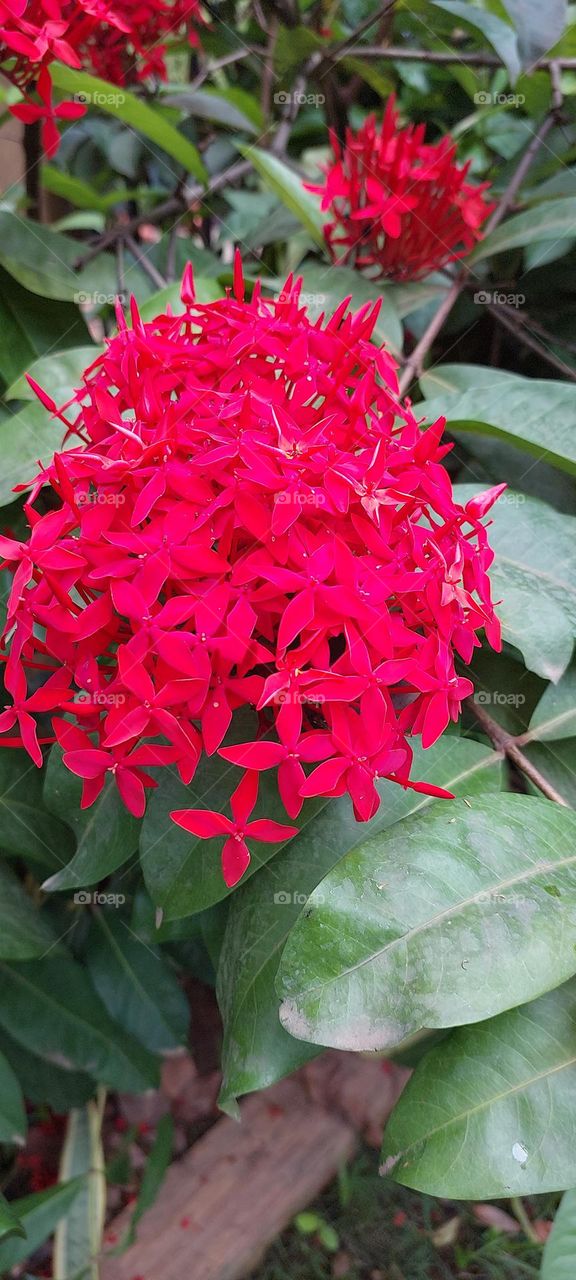 Captured bunch of red flower...during the day time