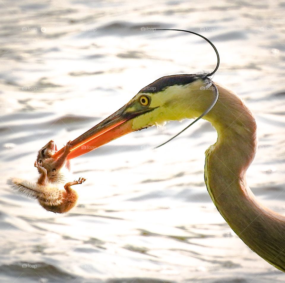 Heron eats chipmunk