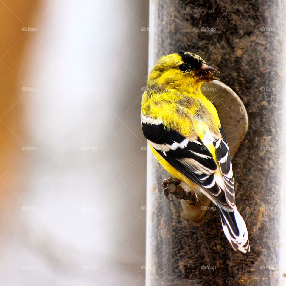 Close-up of golden finch