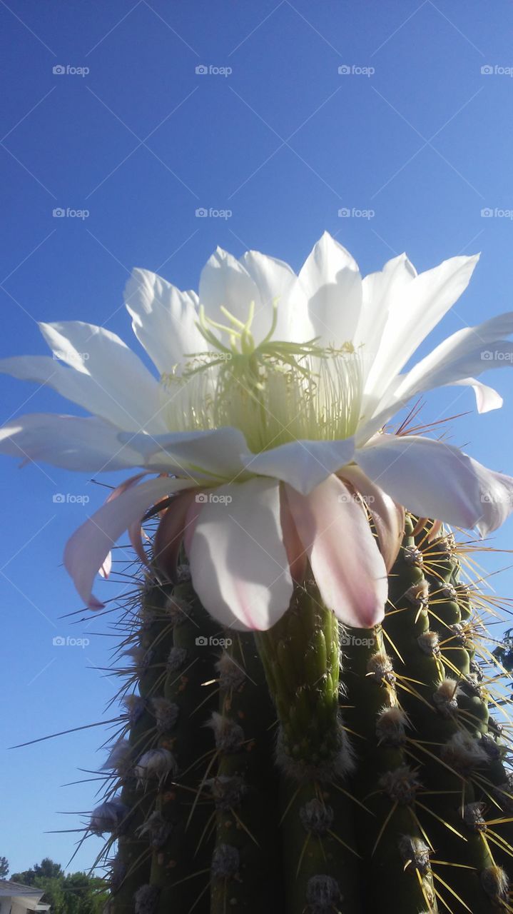 Cactus, Flower, Nature, Flora, No Person