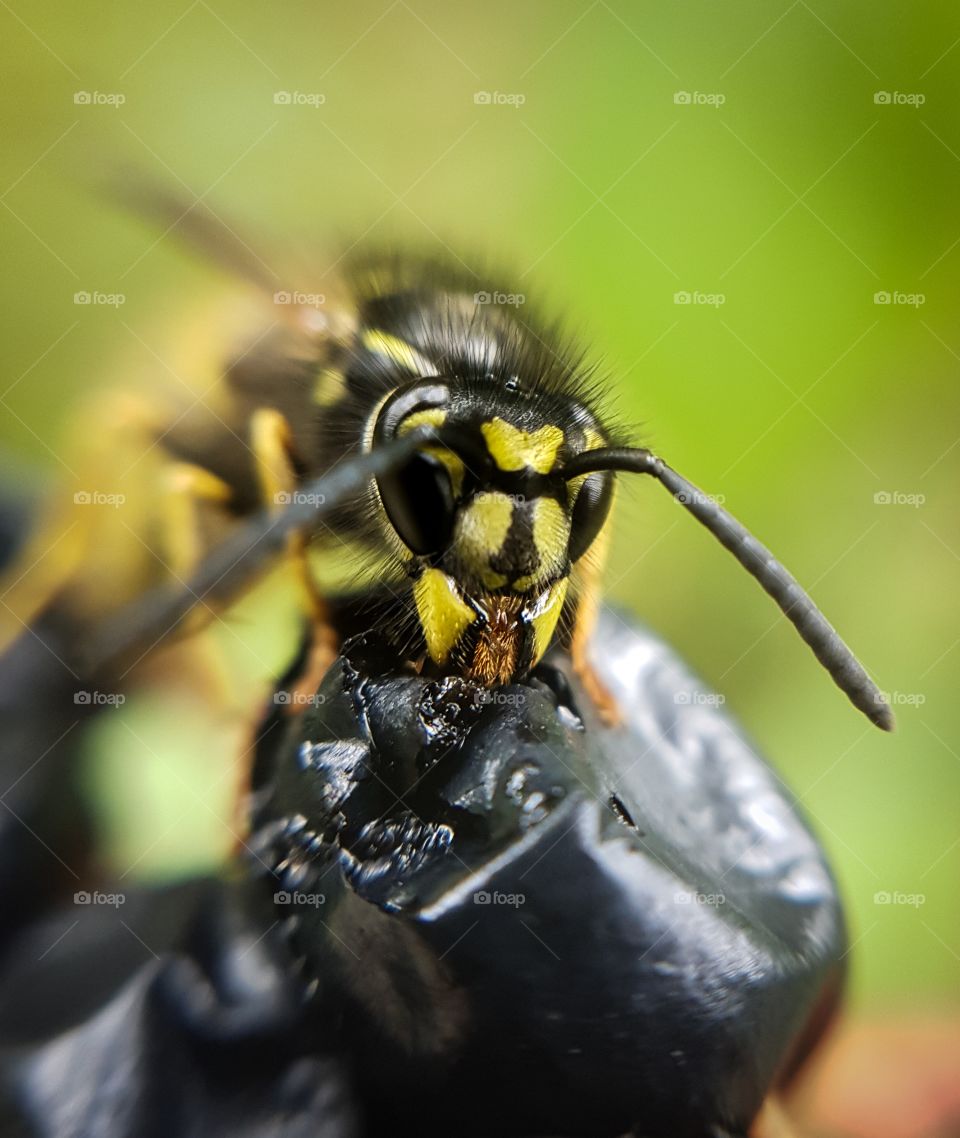 wasp