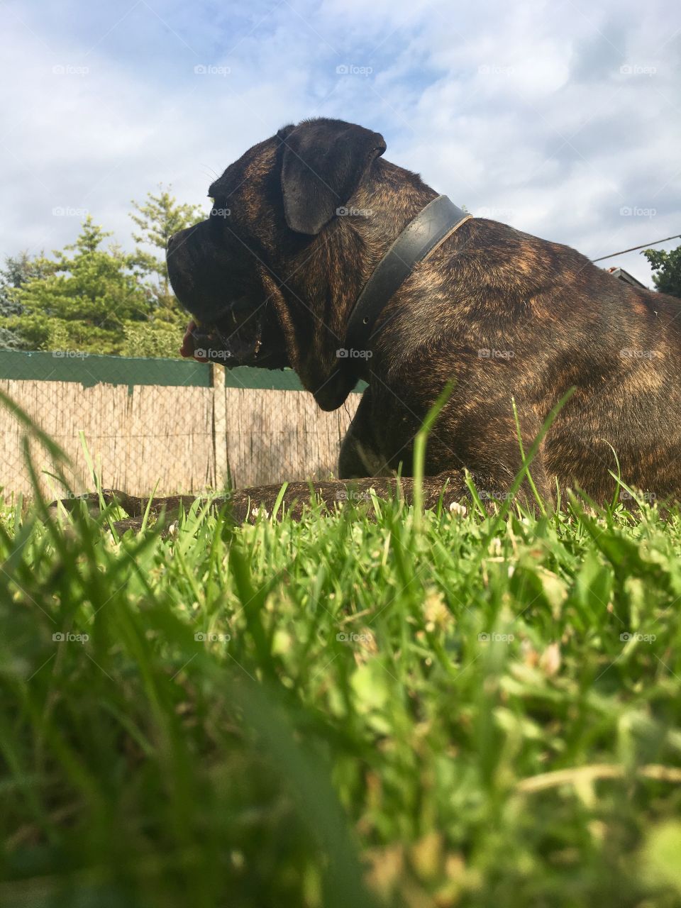 Beautiful big dog chilling in fresh green grass