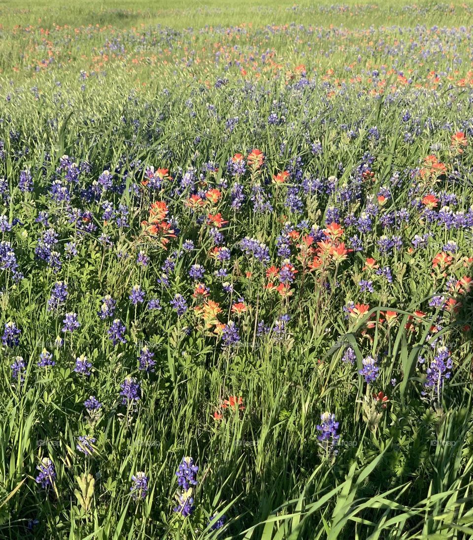 Spring in Full Bloom