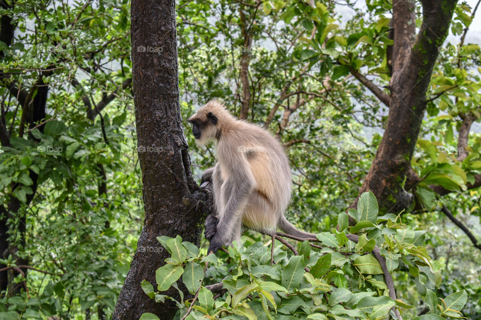 monkey who misses the branch cannot be saved.......
so protect the trees to protect the monkeys....Photography from Malshej Ghat Maharashtra India