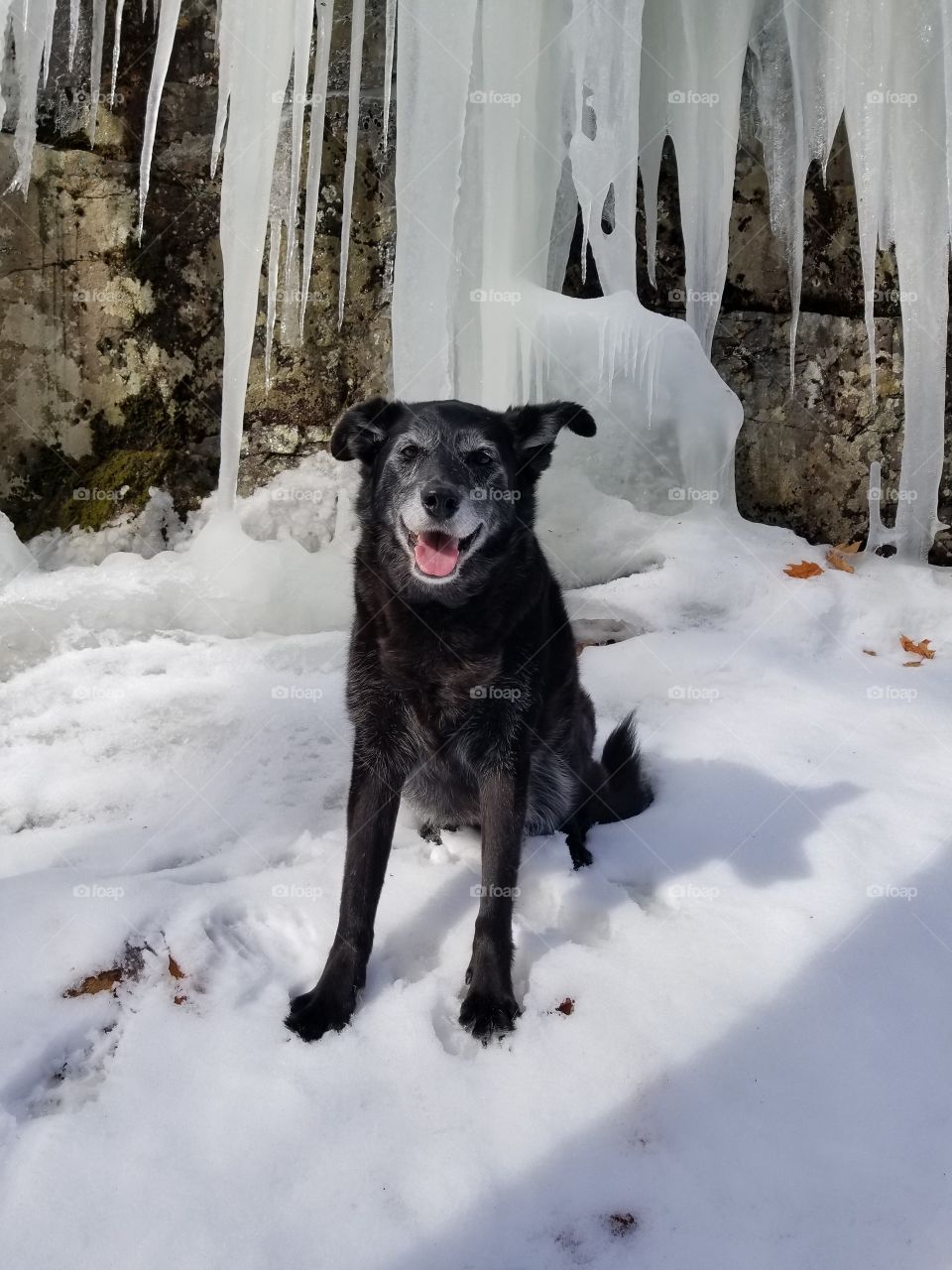 Dogs and icicles
