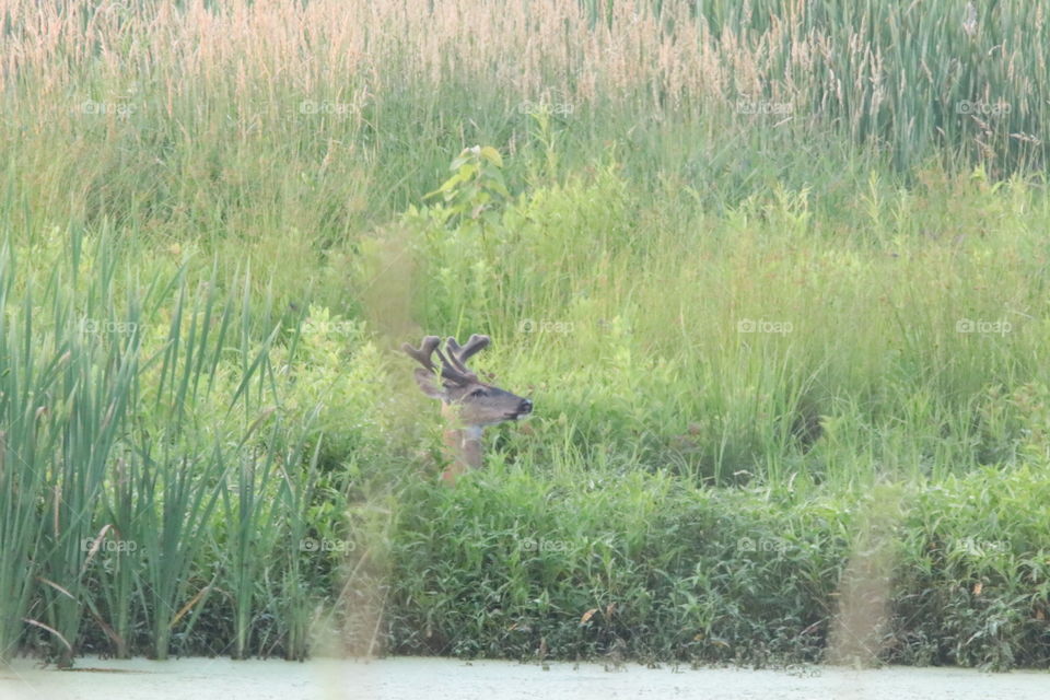 Whitetail Deer (Buck)