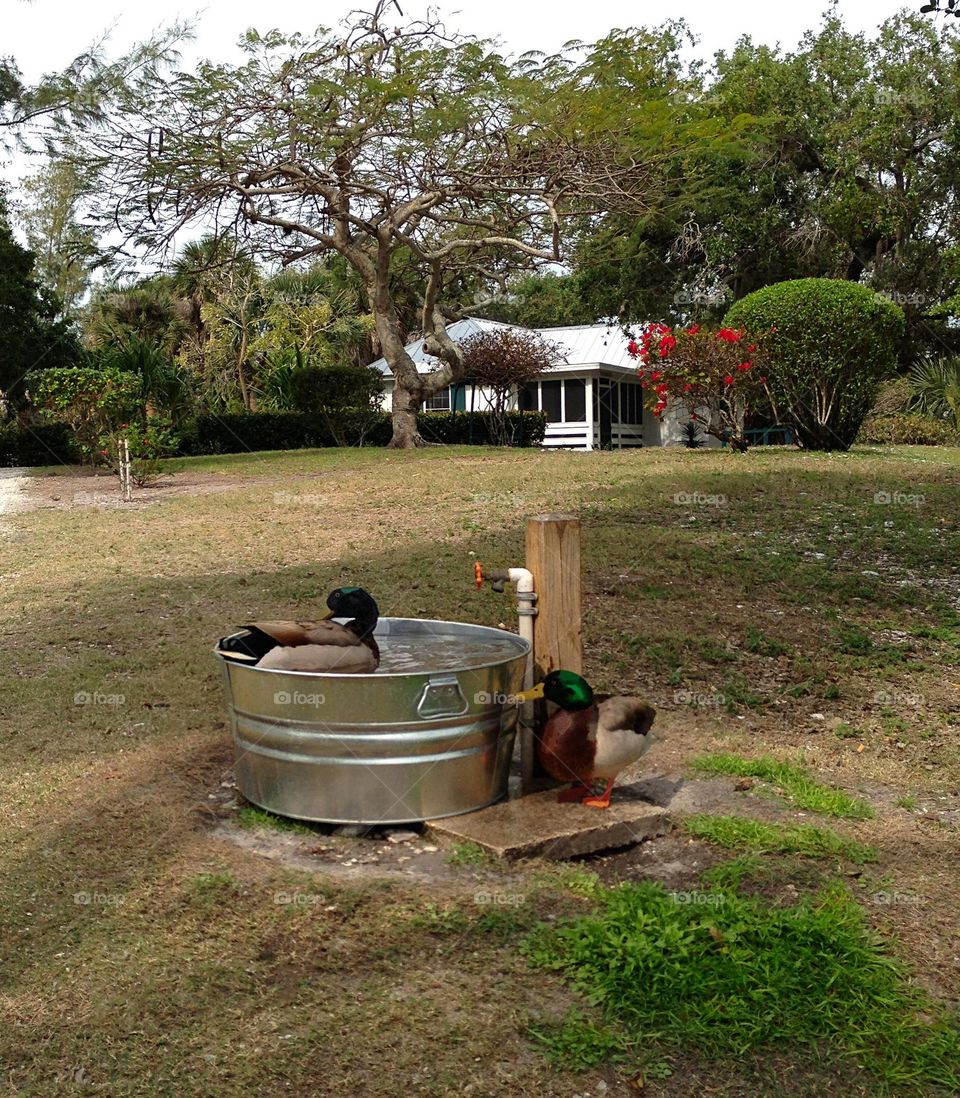 Happy ducks bathing in a metal basin.