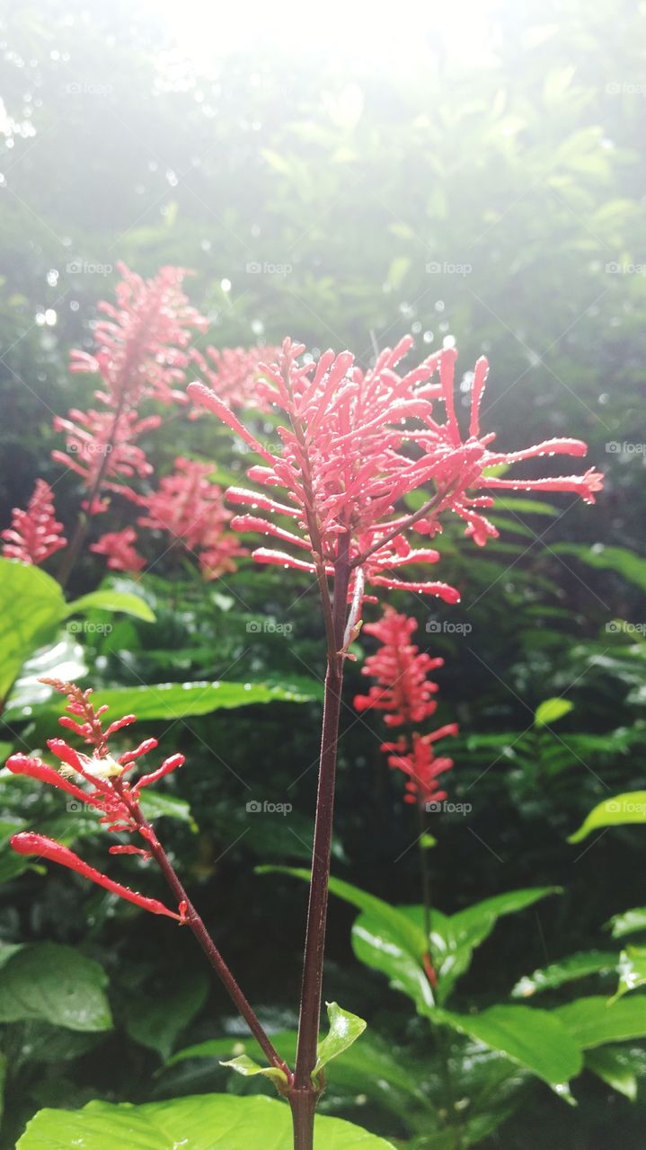hawaiian rainforest flowers after a shower
