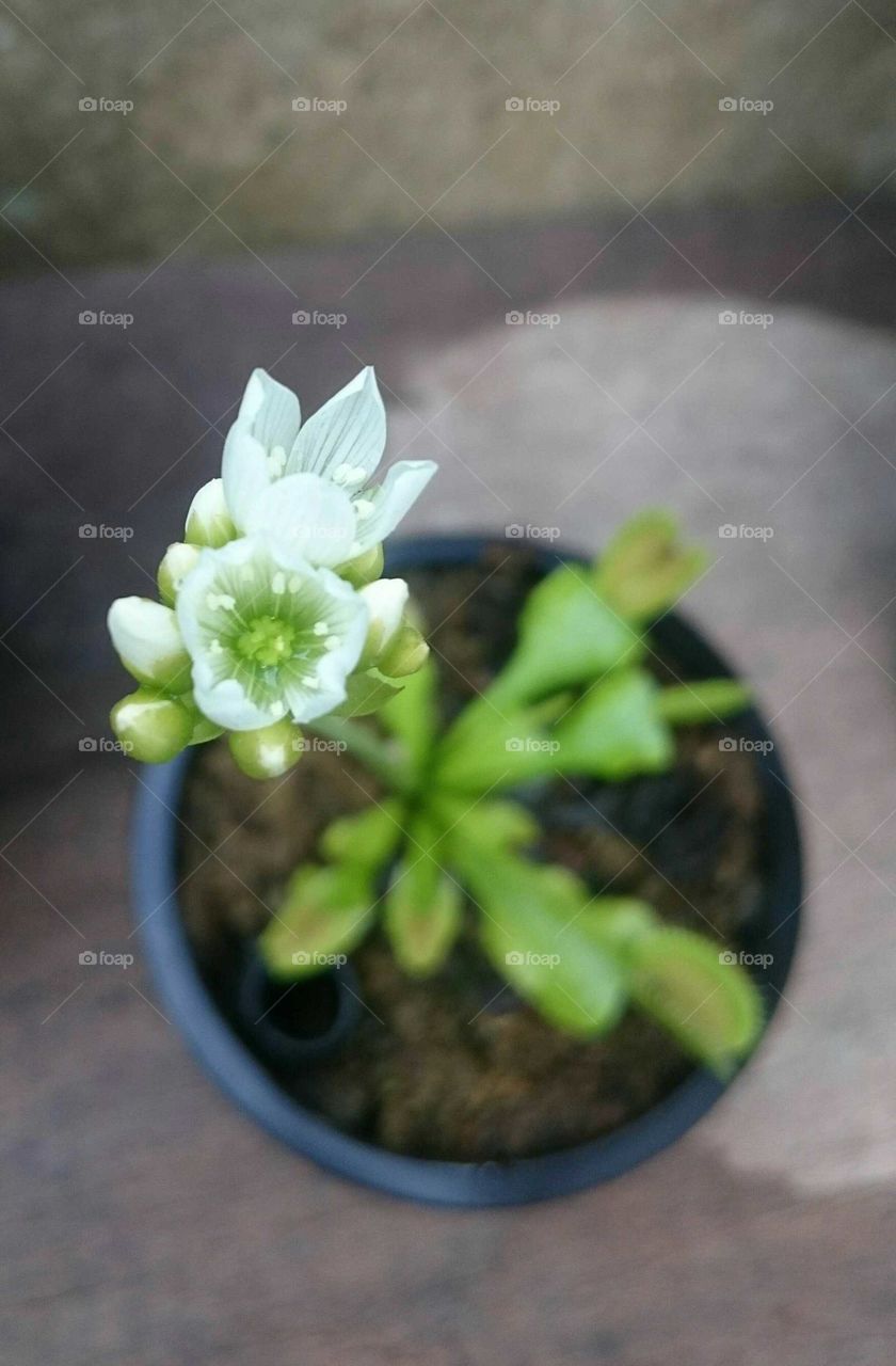 Dionaea Muscipula Vênus flytrap