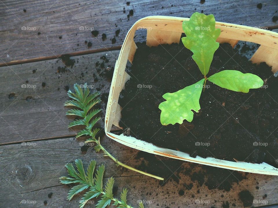 seedlings of a young oak tree