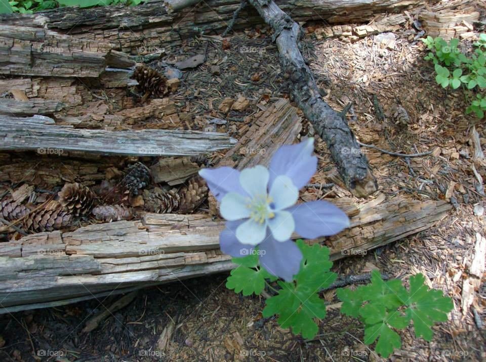 columbine