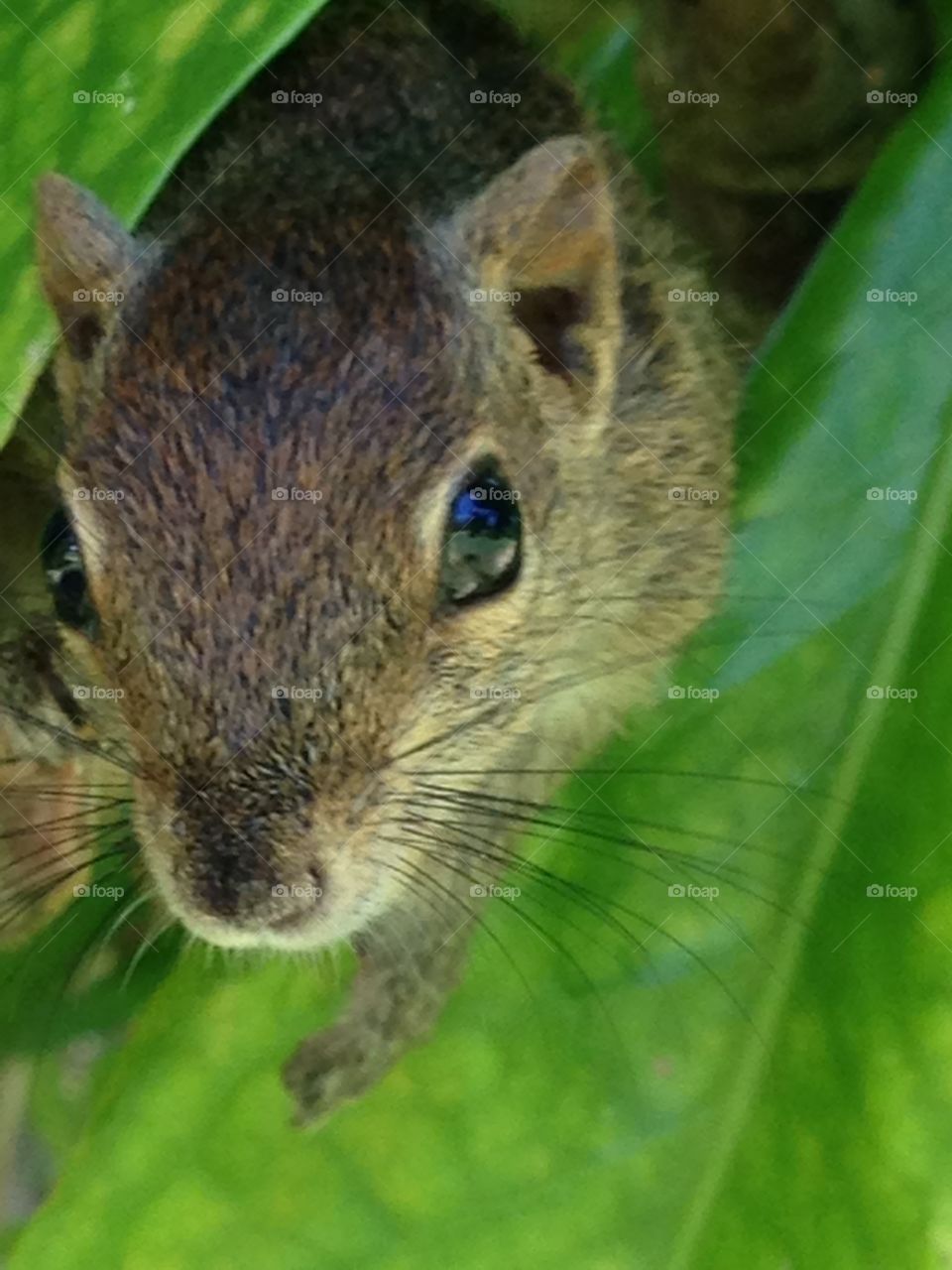 Looking for nuts 