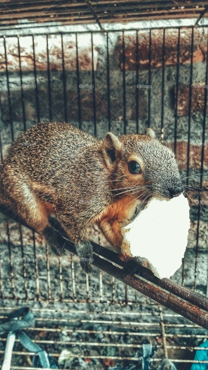 when my squirrel eat coconut pieces in the cage.