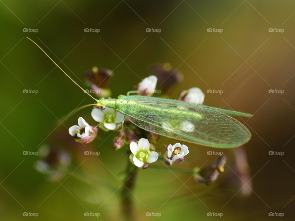 green lacewing sitting on plant