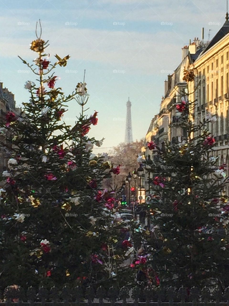 Christmas trees outside the Panthéon, Paris