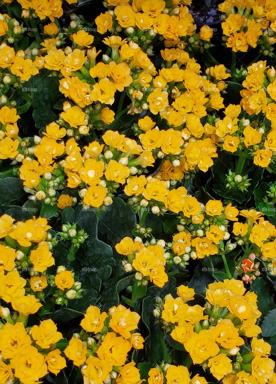 Yellow Flowers in the Garden
