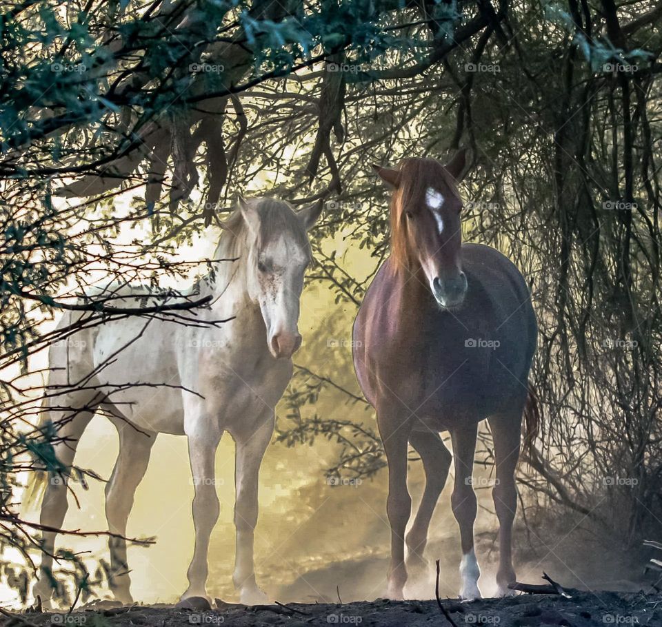 Wild Horses in Magical Forest