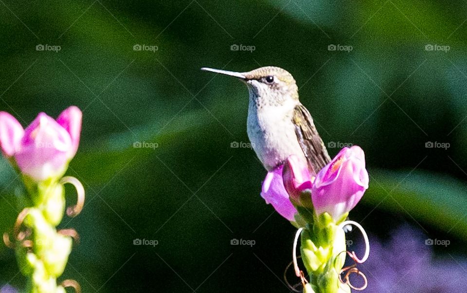 Hummingbird 
