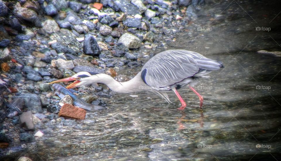 Bird in lake carrying fish