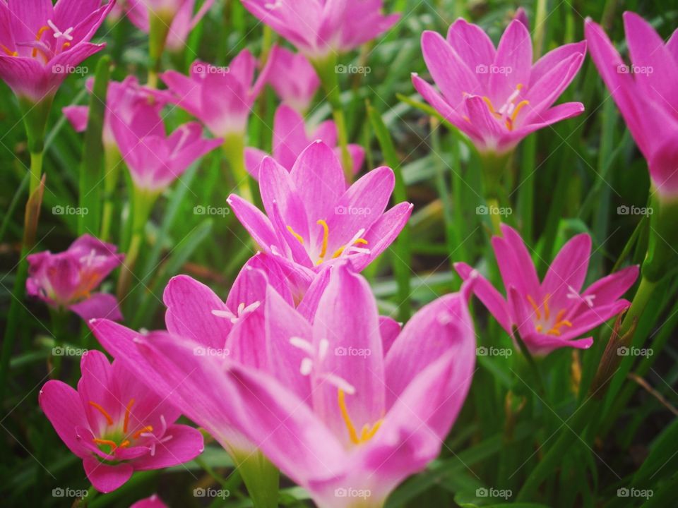 Beautiful pink flowers, rain lily, in the garden.