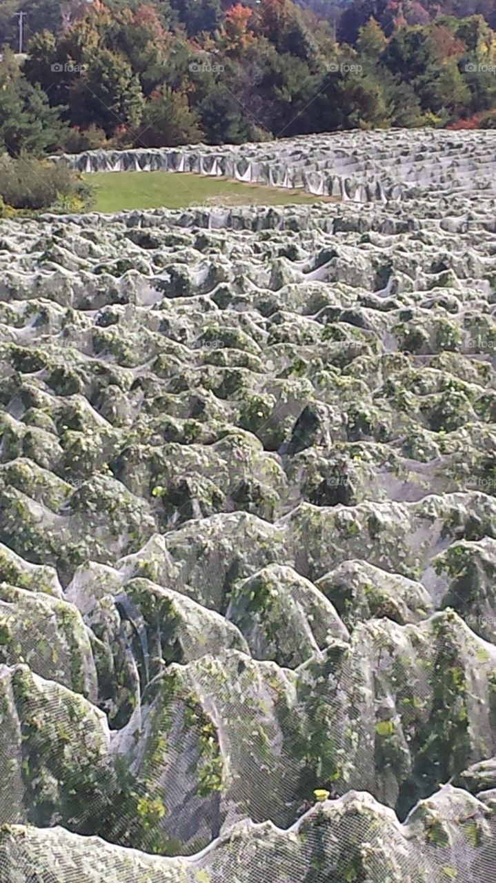 Draped for fall. Grape vines covered with netting to protect them from the bird so that they can be harvested late for sweet wine