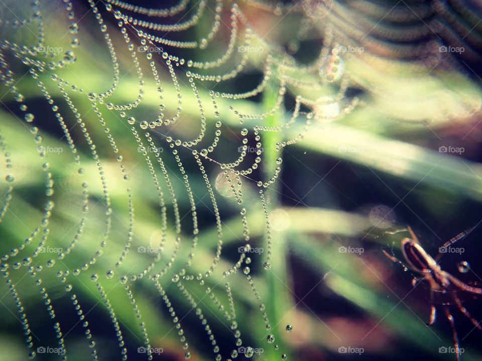 Jewel web