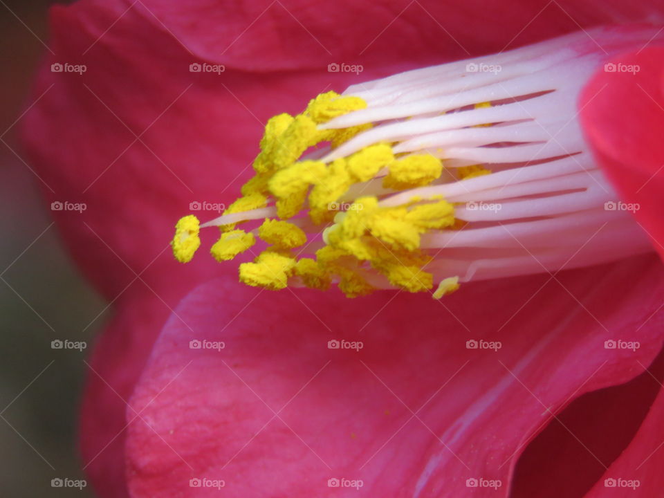 stamen of camellia