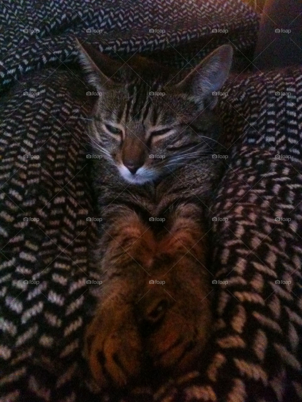 cat sleeping cool relaxing by billmarcusridung