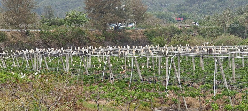 Thousands of yellow-headed herons in Jinlun Village, Taimali Township, Taitung