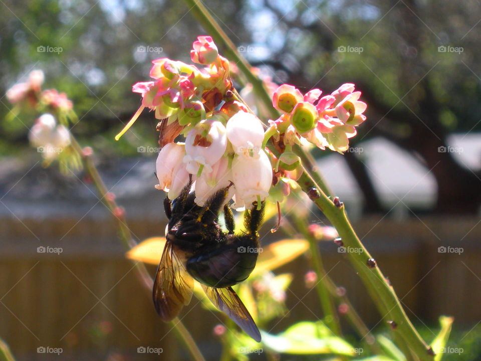 Bumblebee on flower
