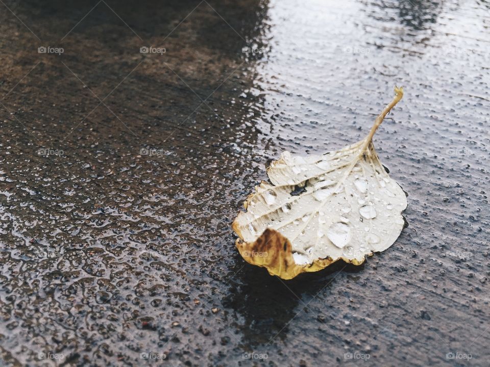 Water drop on yellow leaf