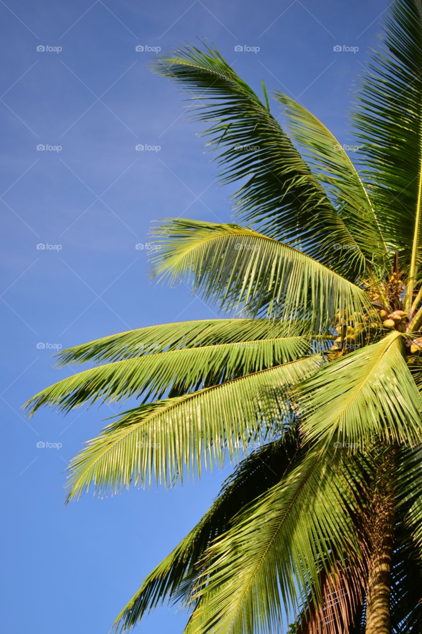 Blue sky and a coconut tree