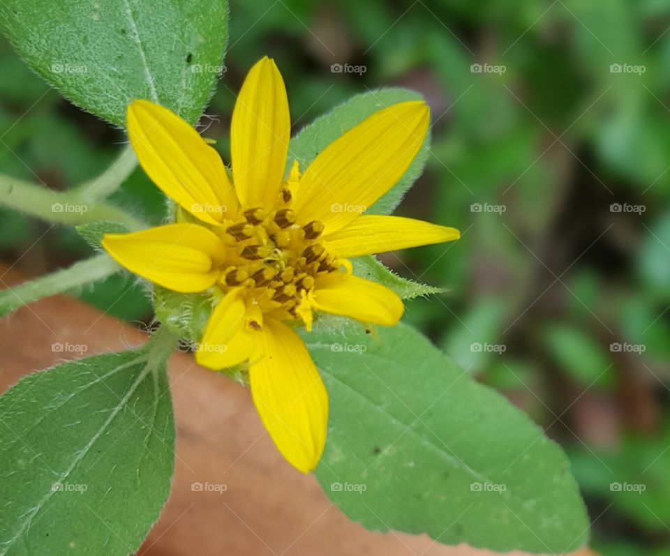 Nature, Leaf, Flora, No Person, Flower