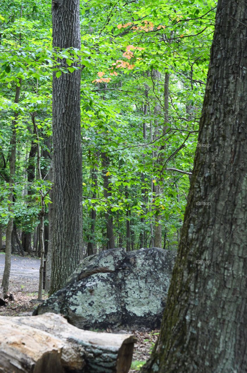 Forest in every seasons