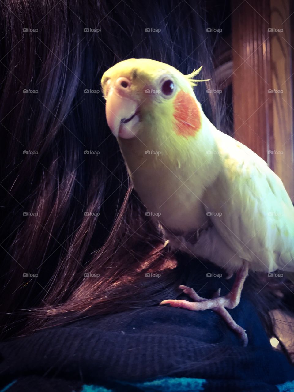Kiwi the Cockatiel